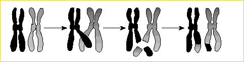 13. Ποιο διάγραμμα από τα παρακάτω δείχνει τη σωστή τοποθέτηση των χρωμοσωμάτων στη μετάφαση της πρώτης μειωτικής διαίρεσης, διπλοειδούς κυττάρου με 2n = 2 χρωμοσώματα; 14.