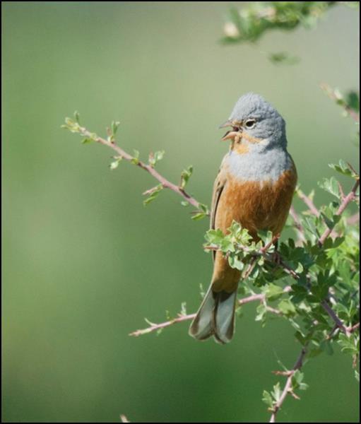 Σιταροπούλλι Emberiza caesia Είδος προτεραιότητας (Παράρτημα 1 της Οδηγίας