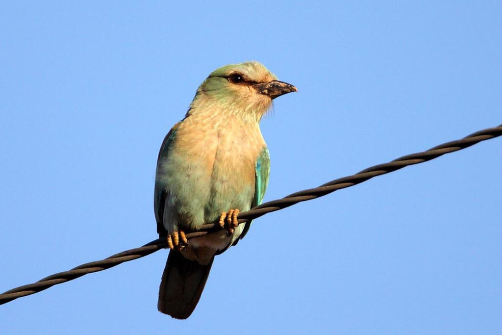 Κράγκα Coracias garrulus Παγκοσμίως απειλούμενο είδος και είδος προτεραιότητας (Παράρτημα 1 της Οδηγίας 2009/147/ΕΚ) για την ΕΕ