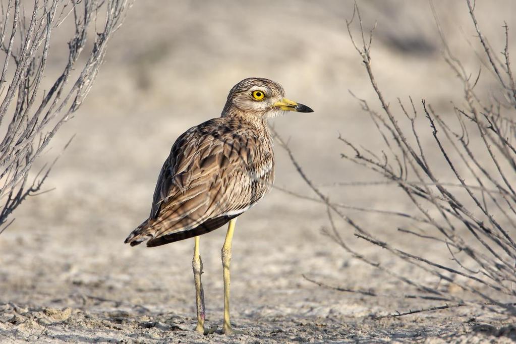 Τρουλλουρίδα Burhinus oedicnemus Είδος προτεραιότητας για την ΕΕ που φωλιάζει σε σημαντικούς αριθμούς στην Κύπρο 15-30 ζευγάρια φωλιάζουν στη ΖΕΠ ΚΟΙΛΑΔΑΣ ΔΙΑΡΙΖΟΥ, που είναι ανάμεσα στις