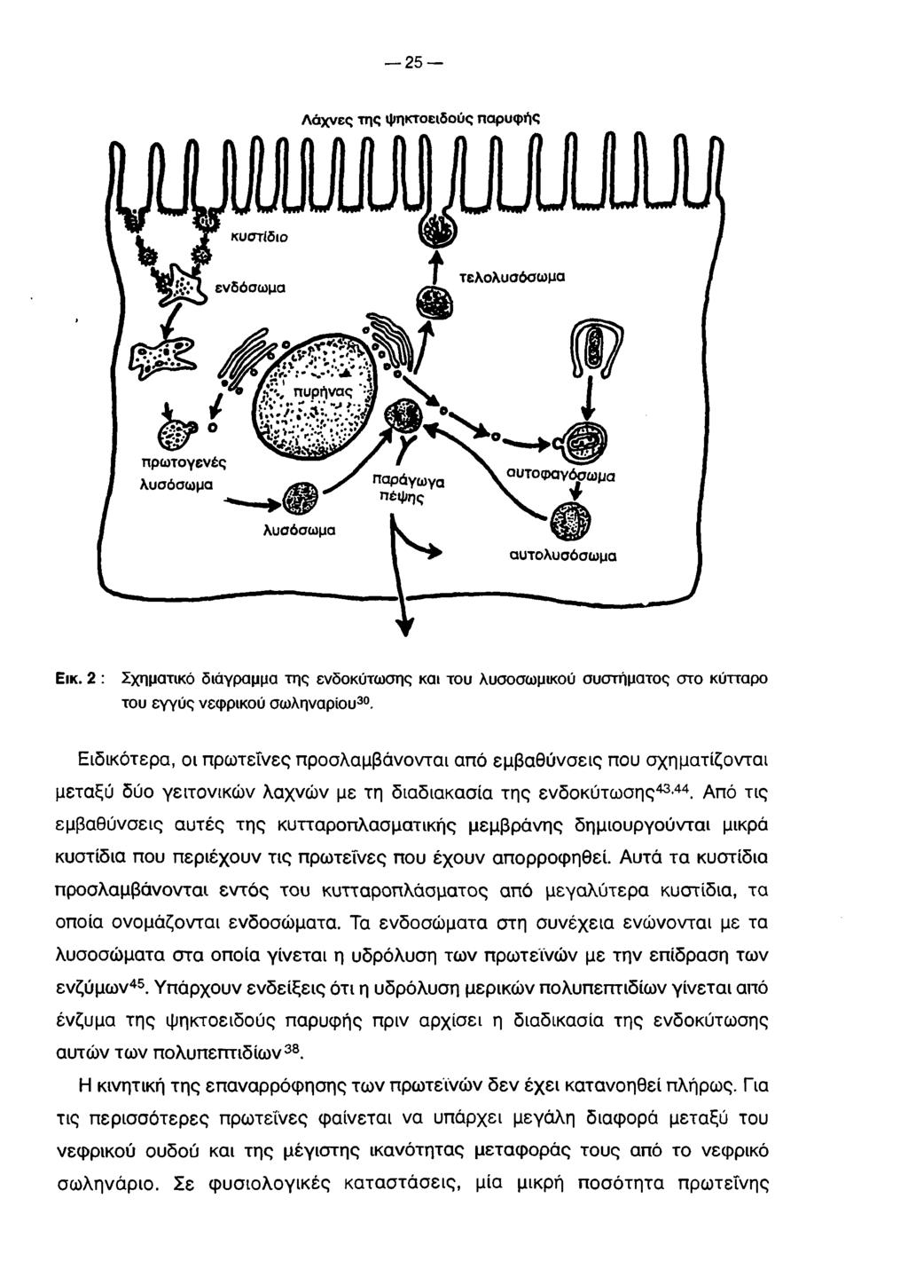 2 5 Λάχνες της ψηκτοειδούς παρυφής Εικ. 2 : Σχηματικό διάγραμμα της ενδοκύτωσης και του λυσοσωμικού συστήματος στο κύτταρο του εγγύς νεφρικού σωληνάριου30.