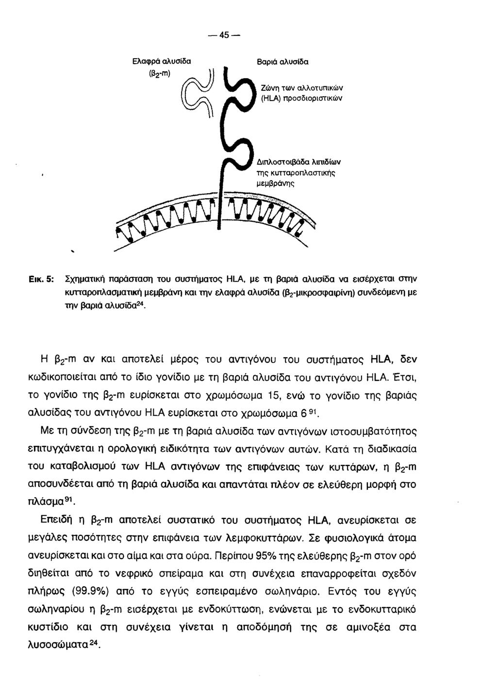 45 Ελαφρά αλυσίδα Βαριά αλυσίδα Ζώνη τω ν αλλοτυπικώ ν (HLA) προσδιοριστικώ ν Διπλοστοιβάδα λιπιδίων τη ς κυτταροπλαστικής μεμβράνης Εικ.