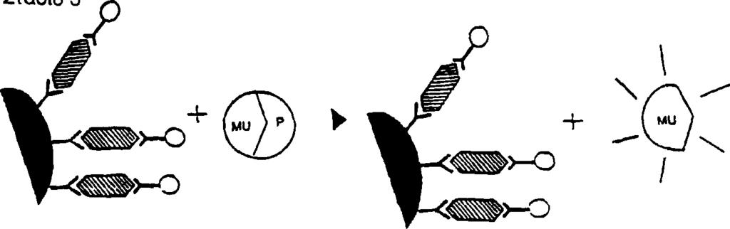 8). Η ευαισθησία της μεθόδου στην ανίχνευση της β2-μικροσφαιρίνης είναι 5 μς/ι_.