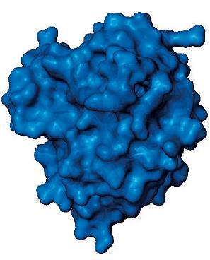Idarucizumab: Mechanism of Action Thrombin