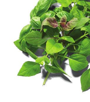 Ματσάκι 150 g -25% 0.