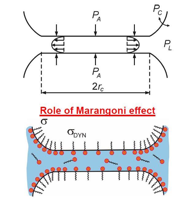 Ταχύτητα λέπτυνσης υμενίων Κινούσα δύναμη Εξίσωση Reynolds για λέπτυνση υμενίου Ρόλος φαινομένου Marangoni Περιορισμοί της