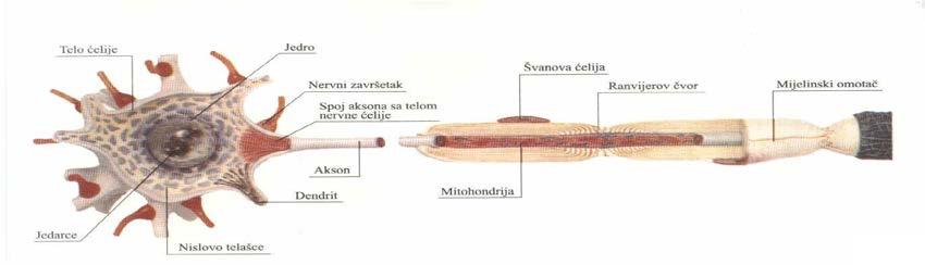 Nervni sistem. Dva su osnovna nervna sistema: centralni i periferni. Centralni nervni sistem ( CNS) je deo nervnog sistema koga grade neuroni skoncentrisani u nervnim centrima.