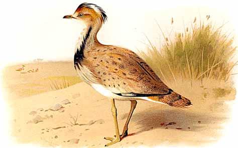 [2] Quant aux animaux, les plus nombreux étaient les ânes sauvages. On voyait aussi beaucoup d autruches. Il s y trouvait encore des outardes et des gazelles.
