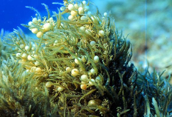 12 Εικόνα 8: Sargassum sp. Laminaria digitata: Η L. digitata είναι ένα καφέ φύκος το οποίο αναπτύσσεται μέχρι και 2 ή 3 m. Μπορεί να διακριθεί από την μάλλον παρόμοια L.
