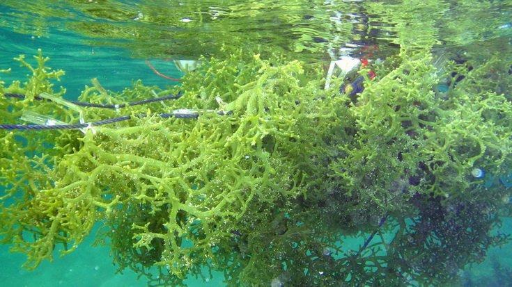 15 (γ) Τα μακροφύκη των γενών Eucheuma και Kappaphycus τα οποία είναι συνήθως πολύ μεγάλα και αναπτύσσονται ραγδαία.