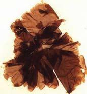 Εικόνα 11: Eucheuma cottonii. Εικόνα 12: Kappaphycus sp.