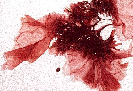 Chatrabarti, 2009). Εικόνα 13: Porphyra sp. 3.3 Πράσινα μακροφύκη Υπάρχουν πάνω από 900 διαφορετικά είδη θαλάσσιων φυκών που απαρτίζουν το γένος Chlorophyta.