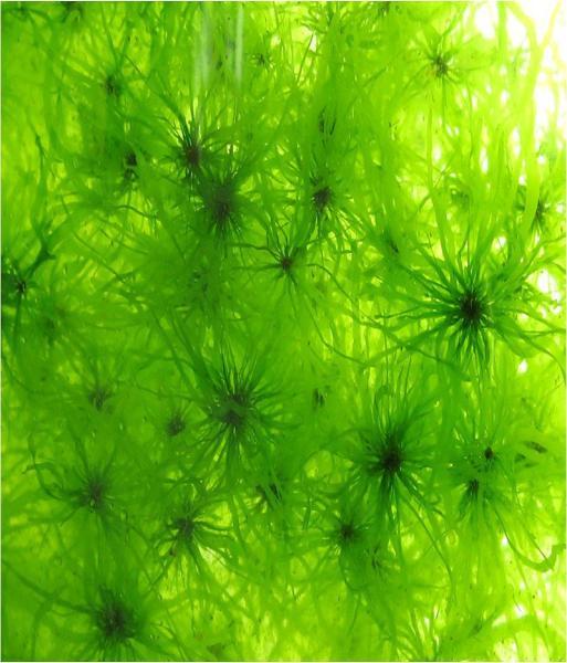 16 στο θαλάσσιο ενυδρείο (http://marineplantbook.com/marineplantbookgreenalgae.htm). Τα πράσινα φύκη περιέχουν πολυσακχαρίτες με τη μορφή του αμύλου (δηλ.