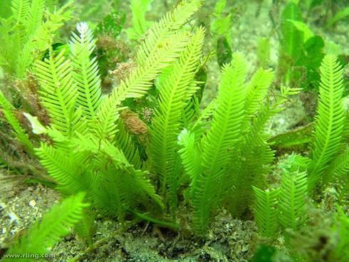 Τα είδη Ulva και Enteromorpha περιέχουν τον υδατοδιαλυτό πολυσακχαρίτη ulvan και αδιάλυτη κυτταρίνη στα κυτταρικά τους τοιχώματα.