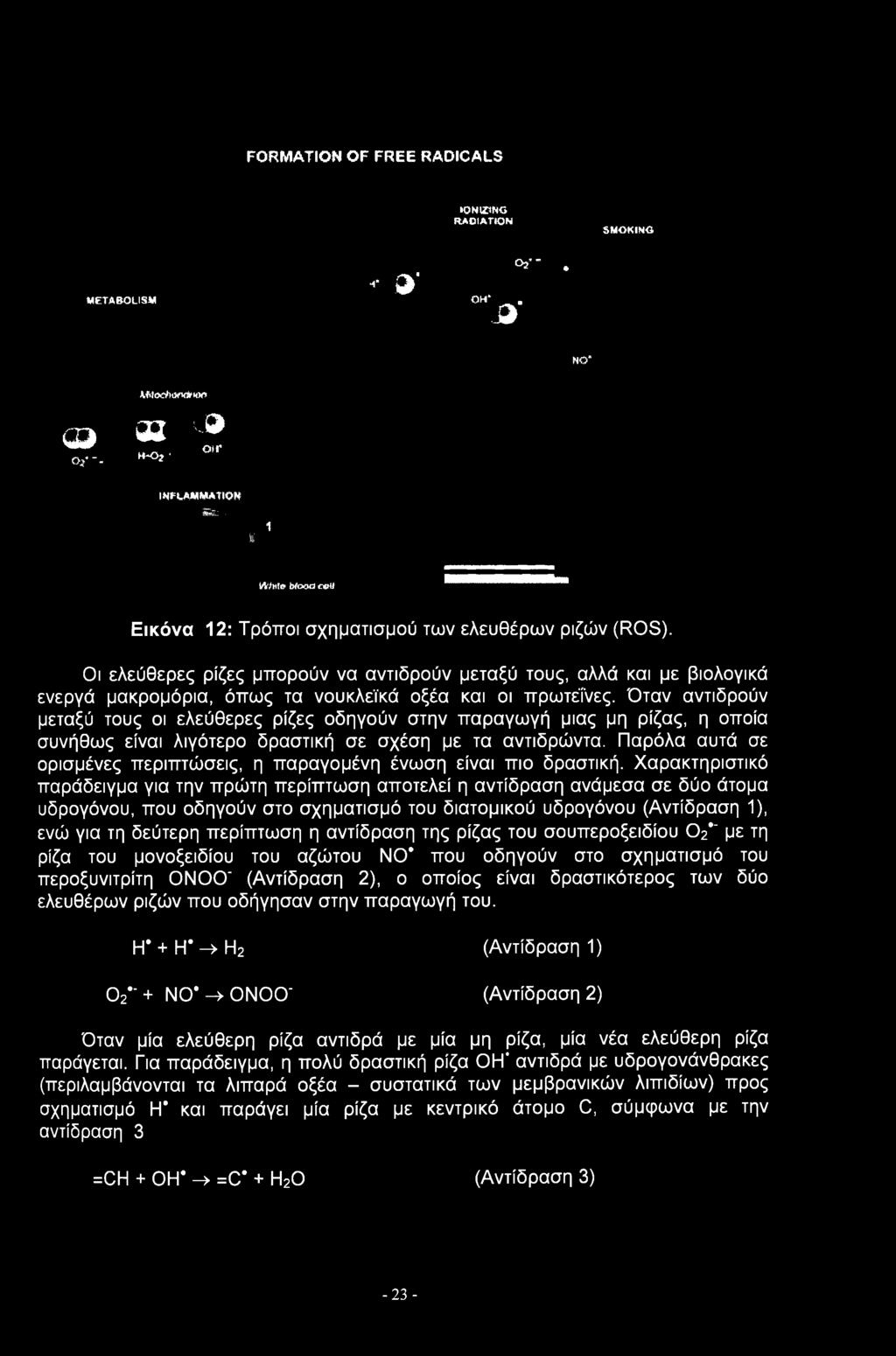 Οι ελεύθερες ρίζες μπορούν να αντιδρούν μεταξύ τους, αλλά και με βιολογικά ενεργά μακρομόρια, όπως τα νουκλεϊκά οξέα και οι πρωτεΐνες.