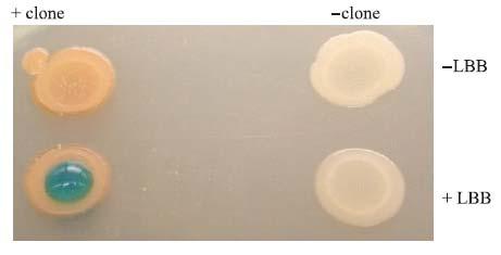 coli ή Streptomyces Αλληλούχιση