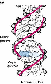 + 28:, ) + 0-0 DNA (a) '- 0 * 0 DNA,. + DNA. - ).) ) +)+ ( ). (.) ), + - -. * * 0-0 (major minor groove). &,, 0 *) 0 -.
