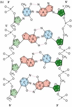 *, - (A) (G), * -, / (T) (C) -0 4 - -. connected by hydrogen bonds (Dickerson, 1983). ut;vœ0w Œ+ŽWŠ )Ú ) Gš) ß WŠ^Ž.