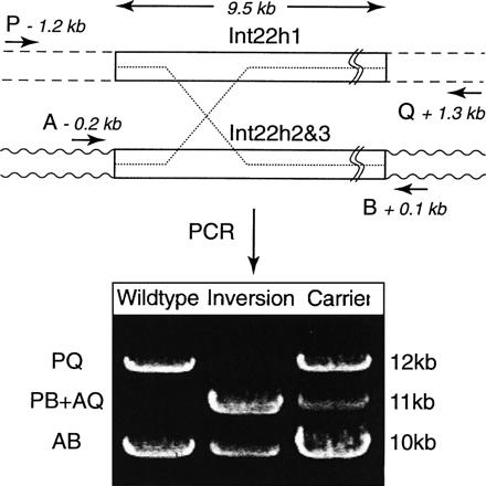 + 31: & - PCR. 0 0 (P, Q, A, B) 4 0 /0. ' ) int22h1, -0 0 -..0 0)/ (flanking).' ) int22h2 int22h3, 0 0 -. 0)/ (flanking).0. &+0 * - 4 int22h1 ) - int22h2 int22h3 (0 0). ) + < - PCR.