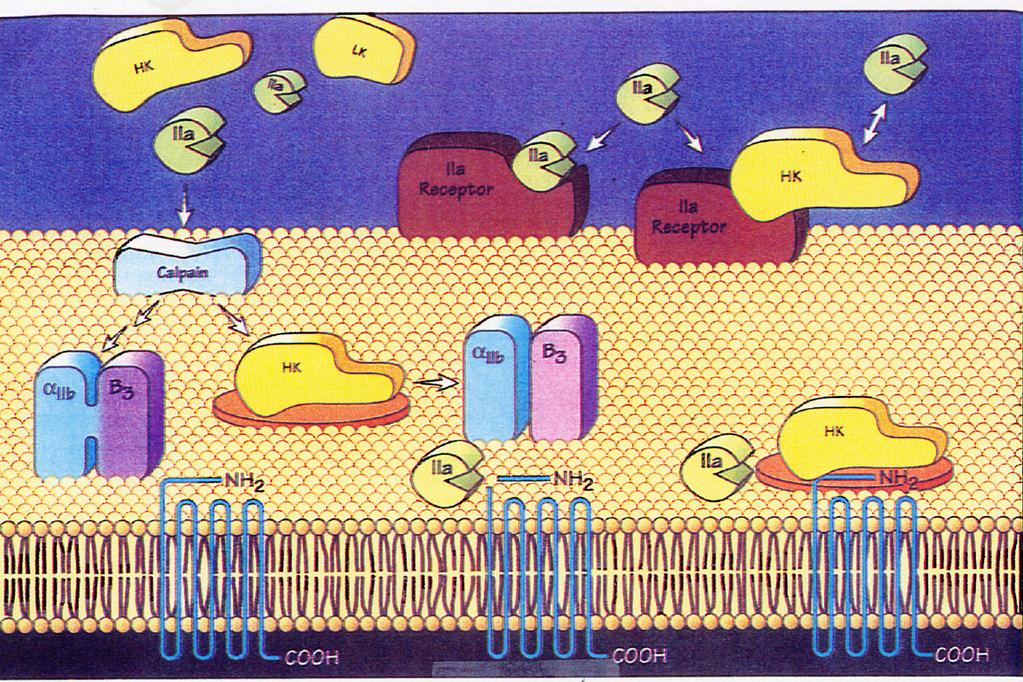 2) ' ( ) / ) * - -.0 ) - / (two chain urokinase plasminogen activator- TcuPA).