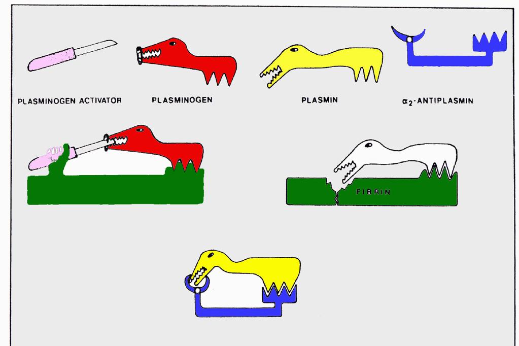 + 19:. ) -) / )-. ' 0 ) 0 t-pa, - * +, 0. ( / + 2-,. ) +. -0/0 (. - ) - 4 ( ), 4 (Carmeliet and Collen, 1996). 1,, )- ) -) ) ). ) t-pa//, -). ) / - t-pa. (- 4-0 *0 +0, t-pa.