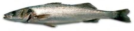 1.2 Λαβράκι (Dicentrarchus labrax) Πρόκειται για ένα από τα λεγόμενα «πρώτα» ή ακριβά ψάρια το οποίο έγινε προσιτό και διαδόθηκε στο ευρύ κοινό, μετά την επιτυχή του εισαγωγή στις ιχθυοκαλλιέργειες.