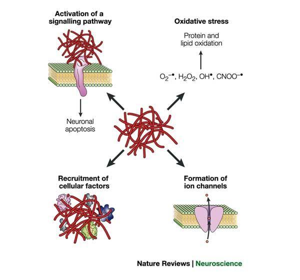 Models for the neurotoxic