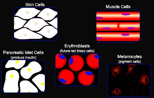 ΓΕΝΩΜΙΚΗ ΓΟΝΙΔΙΑΚΗ ΕΚΦΡΑΗ Η διαφορά ςε κάκε κυτταρικό τφπο οφείλεται ςε γονίδια που είναι ON ι OFF. Εικ. 13.