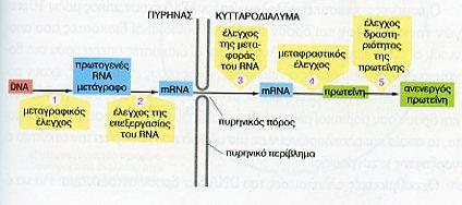 ΒΗΜΑΣΑ ΓΟΝΙΔΙΑΚΗ ΡΤΘΜΙΗ ΑΠΟ ΣΟ DNA ΜΕΧΡΙ ΣΗΝ ΠΡΩΣΕΪΝΗ ΜΕΩ RNA Εικ. 2.