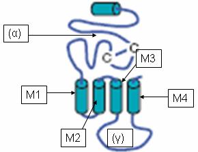 Ulens et al. (2006)]. Οι δομές αυτών των καναλιών μοιάζουν με αυτές του ανθρώπινου και του T. nachr.