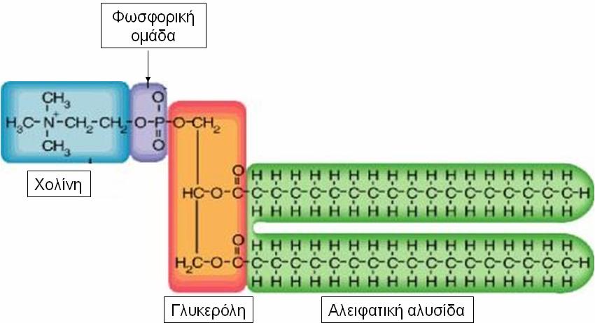 1.3.3 ΕΙΔΗ ΦΩΣΦΟΛΙΠΙΔΙΩΝ Τα φωσφολιπίδια χωρίζονται σε δυο είδη ανάλογα με τη χημική τους δομή, τα φωσφοδιγλυκερίδια και τα σφιγγολιπίδια [Rickwood et al., (1990)].