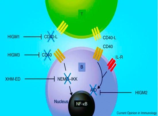 Σελίδα 18 σηματοδοτικά μόρια και μεταγραφικούς παράγοντες, όπως TRAF και NF-κΒ, τα οποία αποτελούν βασικούς ρυθμιστικούς παράγοντες τόσο του κυτταρικού κύκλου όσο και άλλων γονιδίων που εμπλέκονται