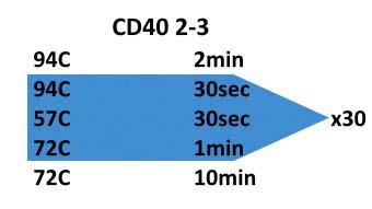 Το γονίδιο CD40 αποτελείται από 9 εξόνια, κάποια προκειμένου να μελετηθούν ομαδοποιήθηκαν επίσης λόγω της μικρής απόστασης που