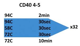 Όπως και στο AID έτσι και στην μελέτη του CD40 χρησιμοποιήθηκαν εκκινητές που ενίσχυαν εκτός από τα εξόνια, τις περιοχές πριν και