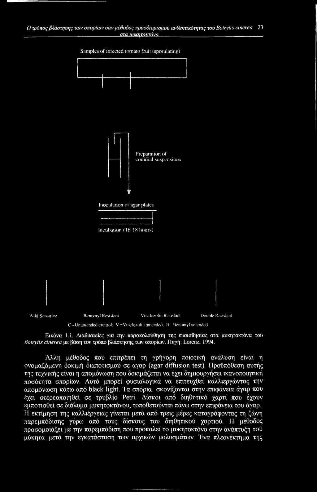 Εικόνα 1.1. Διαδικασίες για την παρακολούθηση της ευαισθησίας στα μυκητοκτόνα του Botrytis cinerea με βάση τον τρόπο βλάστησης των σπορίων. Πηγή: Lorenz, 1994.