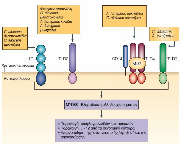 Όσον αφορά τον A. fumigatus, έχει βρεθεί ότι τα μονοκύτταρα «αντιλαμβάνονται» τις υφές του μέσω των TLR4 και των CD14.