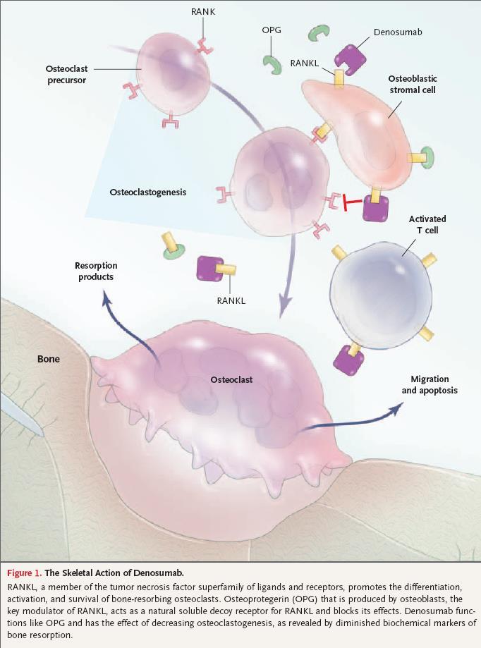 Denosumab Υτελή εηδηθόηεηα για ηον RANK-L Καμία