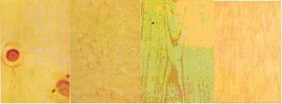 Ε ι σ α γ ω γ ή Εικόνα 8: Μαόνι Οξυά - Ριζωτή Καρυδιά - Γραμμωτός