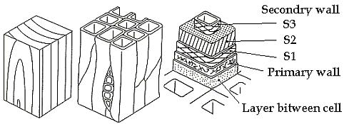 Π υ κ ν ό τ η τ α Ξυλώδης ύλη Κενοί χώροι Τα κυτταρικά τοιχώματα που οικοδομούν τα κύτταρα του ξύλου (σχήμα 2.