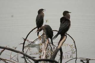 ΛΑΓΓΟΝΑ Η λαγγόνα είναι υδρόβιο πτηνό της οικογένειας των Φαλακροκορακιδών, που απαντά και στον ελλαδικό χώρο.