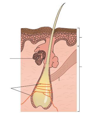 Τρίχα Επιδερμίδα Σμηγματογόνος αδένας Νευρικό πλέγμα γύρω από τον θύλακα της τρίχας Ορθωτήρας μυς