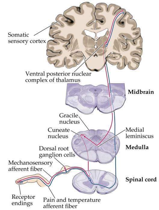 Οι πρωτογενείς αισθητικοί νευρώνες οδεύουν προς το ΚΝΣ μέσα στα περιφερικά και κρανιακά νεύρα.