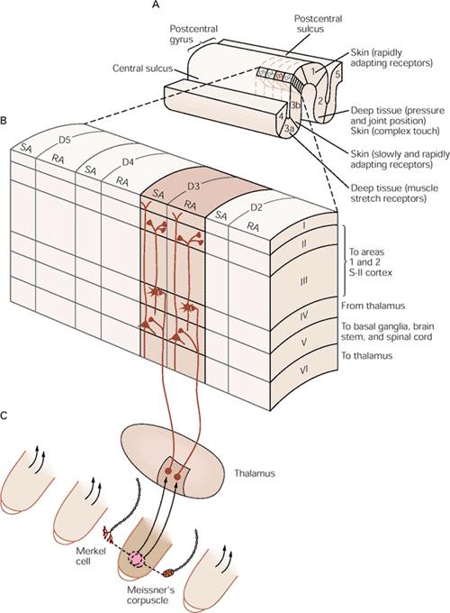 Ο σωματοαισθητικός φλοιός είναι οργανωμένος σε στήλες Κάθε περιοχή δέχεται νευρώνες που προέρχονται από ένα τύπο υποδοχέα A.