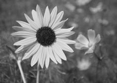 Puteţi tipări fotografii folosind o foaie index A4. Tipăriţi mai întâi foaia index, semnaţi fotografiile pe care doriţi să le tipăriţi şi apoi scanaţi foaia index pentru a imprima fotografiile.
