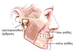 Εικόνα 1.1. Οστέινες δομές της στοματικής κοιλότητας Πηγή: www.dontiastoma.gr Οδοντικές δομές: Τα δόντια σχηματίζουν ένα τόξο που λέγεται οδοντικός φραγμός.