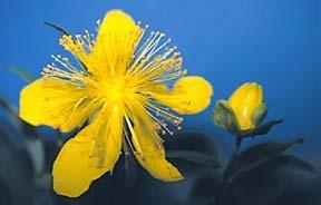 Hypericum calycinum όπως φαίνεται