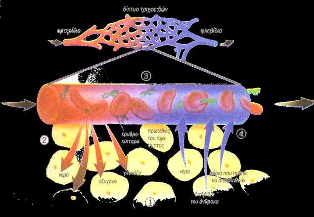 Είναι λεπτότατα αγγεία ςτα οποία καταλιγουν μετά από διακλαδϊςεισ οι αρτθρίεσ Αφοφ ςυνενωκοφν κα ςχθματίςουν τισ φλζβεσ Στο τριχοειδικό δίκτυο ζρχονται ςε επαφι το αρτθριακό με το φλεβικό ςφςτθμα Το