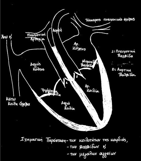 Εςωτερικά χωρίηεται, με δφο διαφράγματα ςε 4 μυϊδεισ κοιλότθτεσ : 2 κόλπουσ ( δεξιό και αριςτερό) προσ τα επάνω, με λεπτό τοίχωμα, 2 κοιλίεσ ( δεξιά και αριςτερι) προσ τα κάτω, με παχφτερα τοιχϊματα.