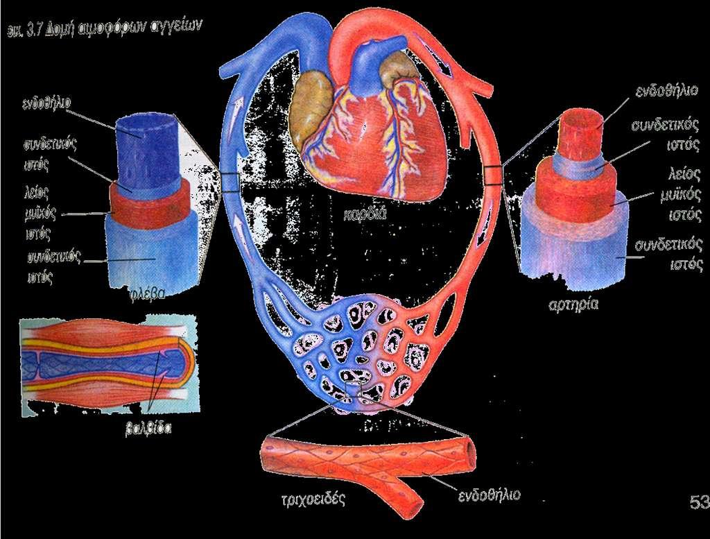 Αγγεία κυκλοφορικοφ ςυςτιματοσ Με βάςθ τθν καταςκευι και