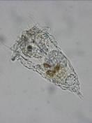 Trichocerca similis